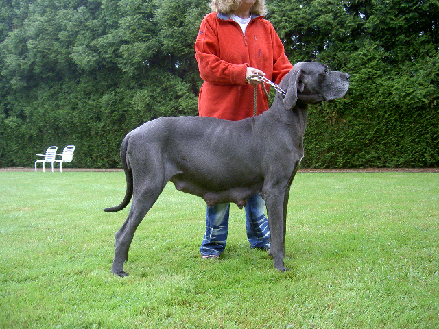 Bastet Des geants de becquigny