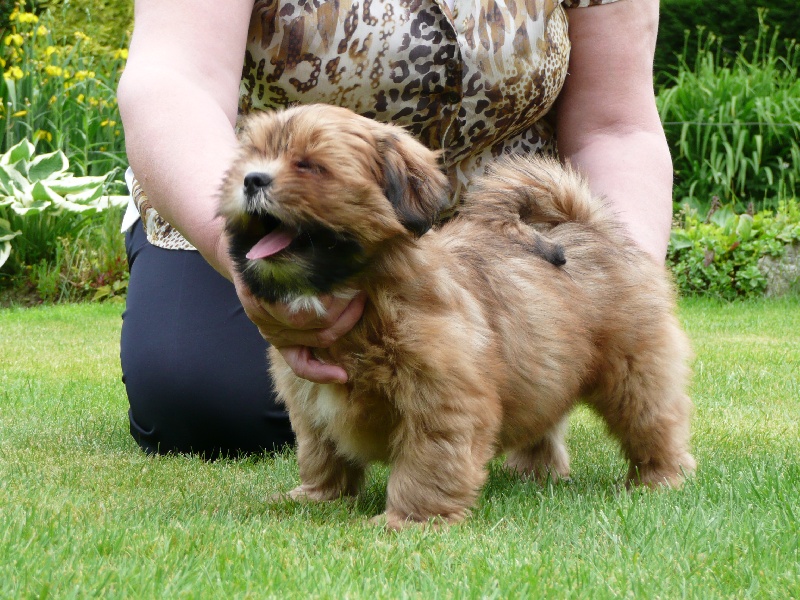 Publication : Dolma Mani's Auteur : bultinck-carlier mobique