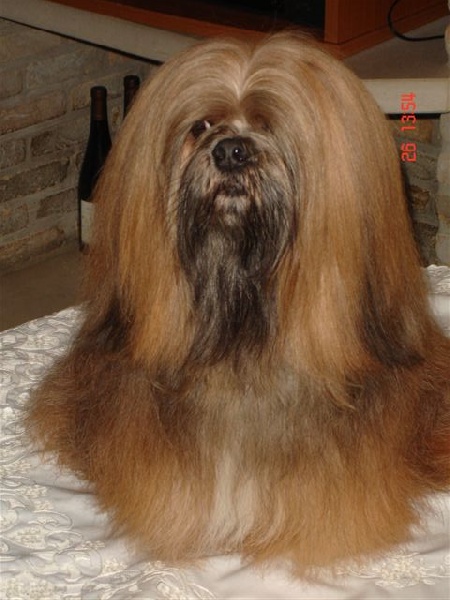 CH. Dolma Mani's U'tako of tsar de koempfer