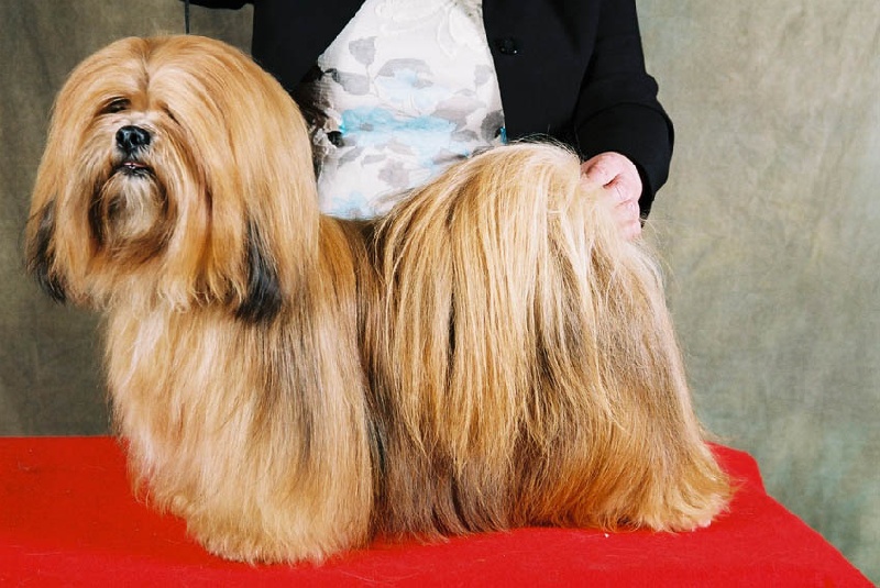 CH. Dolma Mani's Very versace's ann taylor