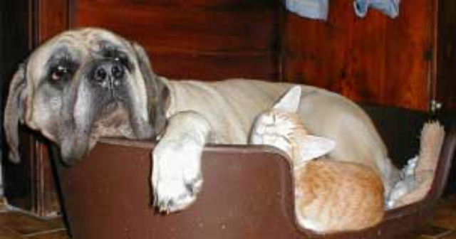 CH. alvedor's Something special