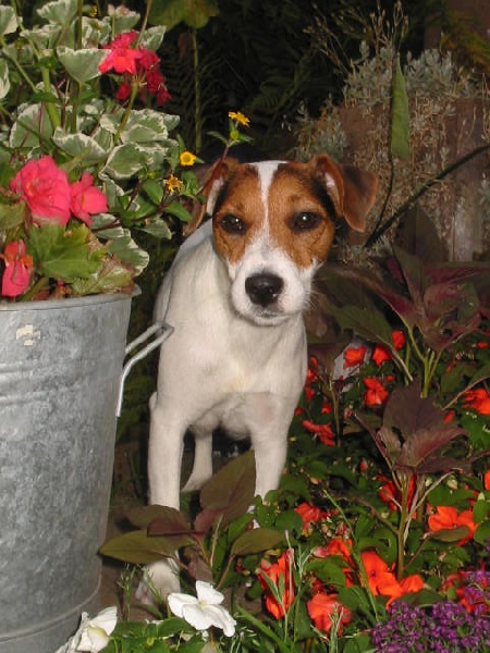 Publication : des Crocs Forgés 