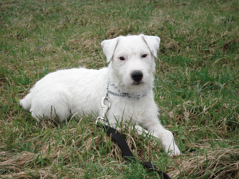 Publication : des Crocs Forgés