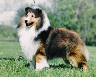 CH. belmar Showcase attraction