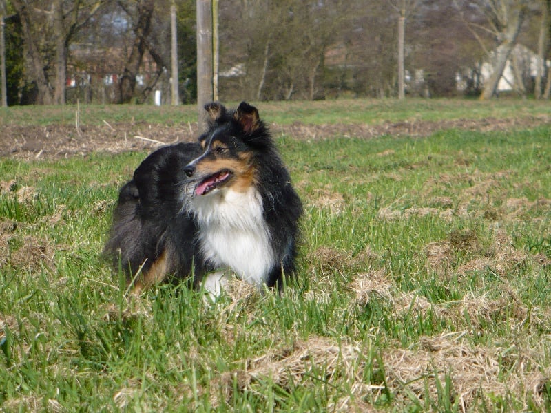 Sandy brune enchantée (Sans Affixe)