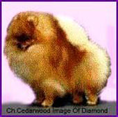 CH. Cedarwoods Image of diamond