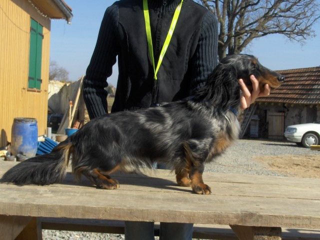 Publication : D'estrelboss Auteur : élevage d'Estrelboss