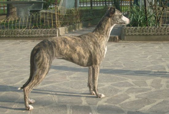 Publication : Hailhare