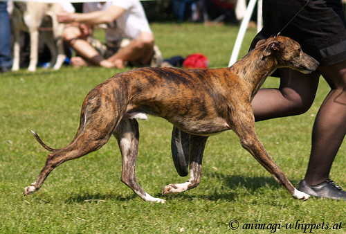 Hailhare Thingfish, jr. ita, jr. cro & jr. aut champion