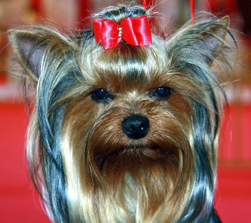 Cyclone Du domaine de monderlay