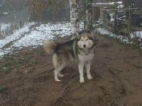 Étalon Alaskan Malamute - Akela's song runforfun Ziok