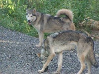 Étalon Alaskan Malamute - el lobo delgado Cheyna