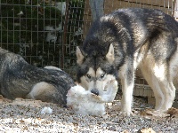 Étalon Alaskan Malamute - Luppo el lobo delgado d'ériclam
