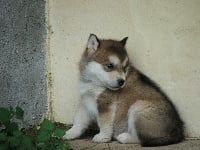 Étalon Alaskan Malamute - Ulma rive du verdon of Greystone Shadow