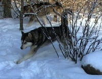 Étalon Alaskan Malamute - trapline Iron shanei