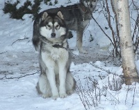 Étalon Alaskan Malamute - Caloo of Greystone Shadow