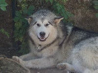 Étalon Alaskan Malamute - el lobo delgado Baiko