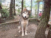 Étalon Alaskan Malamute - el lobo delgado Balia