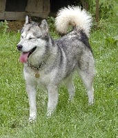 Étalon Alaskan Malamute - To greystone shadow des rives du haut Verdon