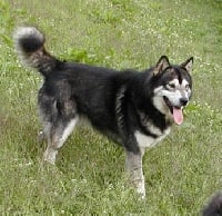 Étalon Alaskan Malamute - nordiclight's Voodoo