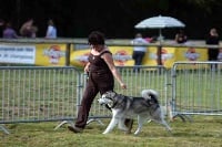 Étalon Alaskan Malamute - Ckaila nook of Greystone Shadow