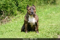 Étalon American Staffordshire Terrier - Barone tess de bdsk (Sans Affixe)