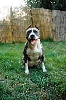 Étalon American Staffordshire Terrier - Upshot pok-blue (Sans Affixe)