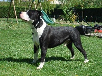 Étalon American Staffordshire Terrier - Daronn du domaine de sweety blue