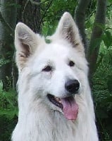 Étalon Berger Blanc Suisse - CH. Ice cool Of haley's future