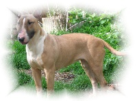 Étalon Bull Terrier - Cam'ron Des terres d ilex