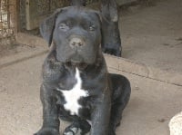 Étalon Cane Corso - Aramis dell'Antiqua Apulia