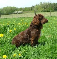 Étalon Chien d'Oysel allemand - Alf de l'epine fatale aux maquins rendus