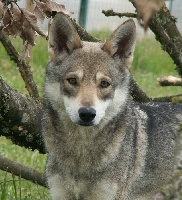 Étalon Chien-loup de Saarloos - CH. Grigia giovana diam's De louba tar
