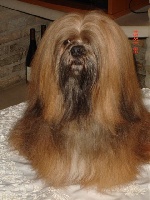 Étalon Lhassa Apso - CH. Dolma Mani's U'tako of tsar de koempfer
