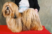 Étalon Lhassa Apso - CH. Dolma Mani's Very versace's ann taylor