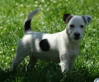 Étalon Parson Russell Terrier - Charabia De la forge saint eloi