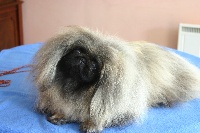 Étalon Pekinois - Diva de la source du chateau