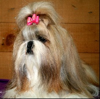 Étalon Shih Tzu - CH. Anjou du Golden Palace