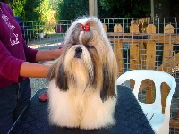 Étalon Shih Tzu - Tag du domaine des atlantes Du domaine du rochereau