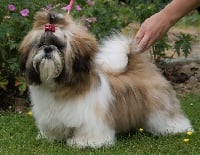 Étalon Shih Tzu - Lyns-Avenly Helora lee