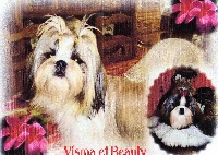 Étalon Shih Tzu - Visma Du domaine des atlantes