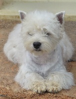 Étalon West Highland White Terrier - Double couette (Sans Affixe)