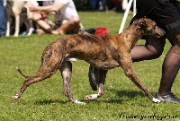 Étalon Whippet - Hailhare Thingfish, jr. ita, jr. cro & jr. aut champion
