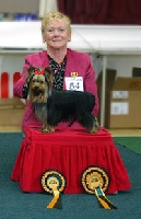 Étalon Yorkshire Terrier - CH. Wenwytes without words