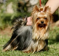 Étalon Yorkshire Terrier - Colomba De la combe des essarts