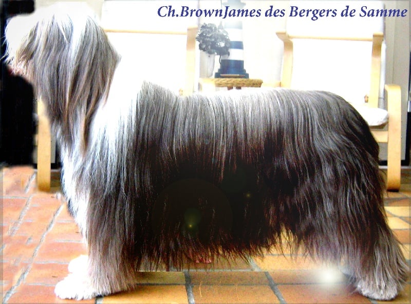 CH. Brownjames des bergers de samme