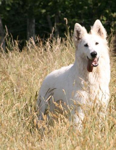 Publication : du domaine du chene au loup 