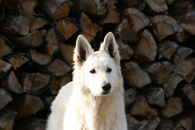 Publication : du domaine du chene au loup 