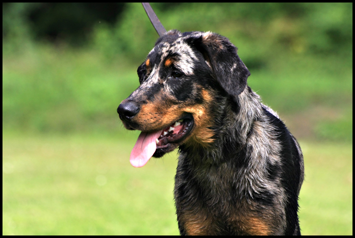 Fharo uthor de la Fiere Maison