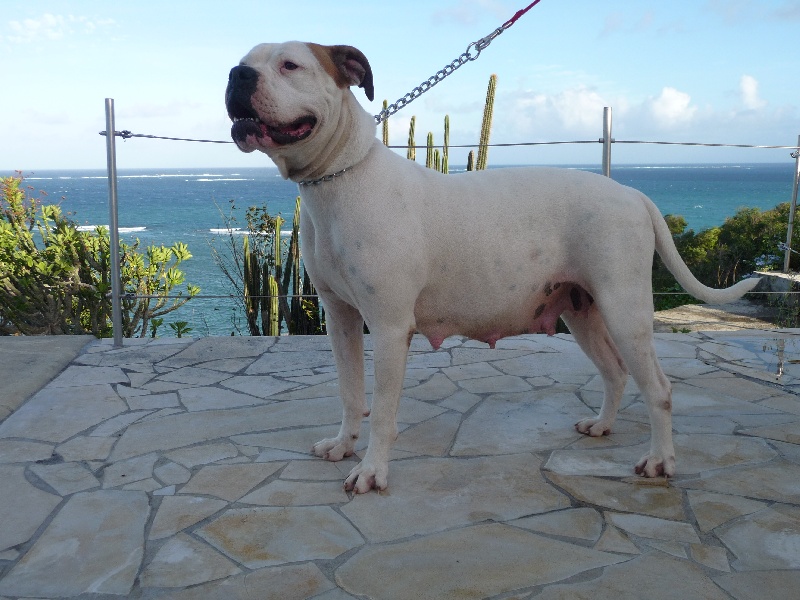 Publication : (Sans Affixe) Auteur : bernabe